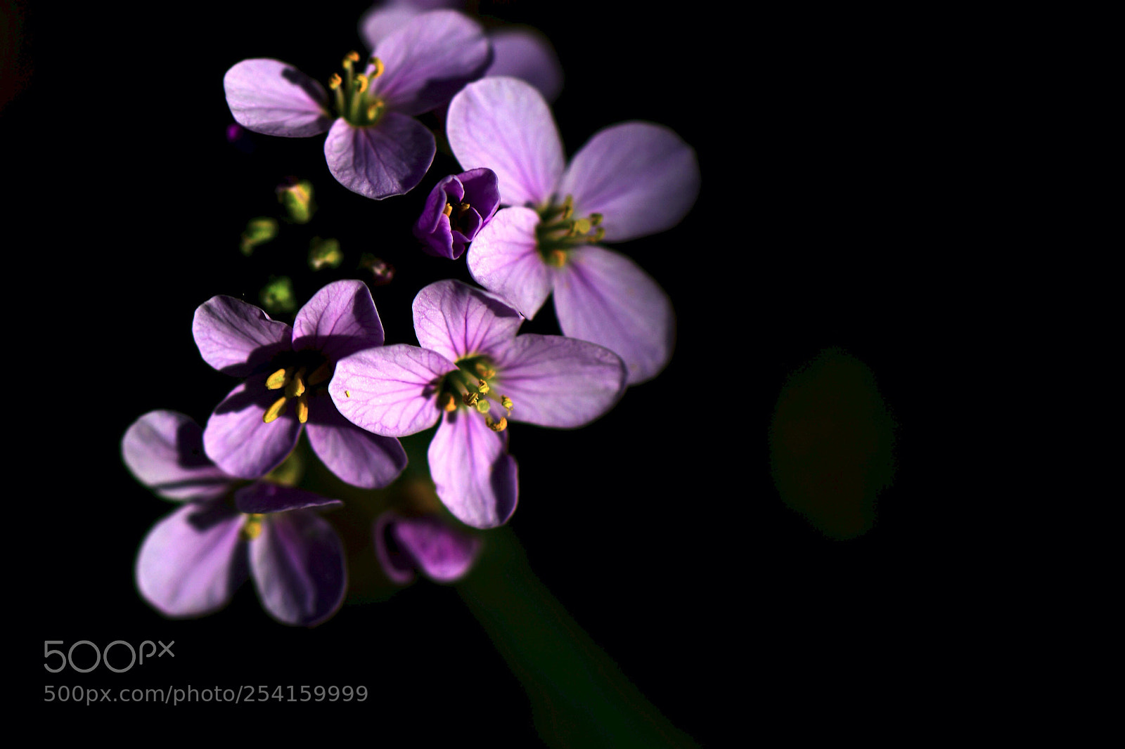 Nikon D500 sample photo. Spring bloom where you photography