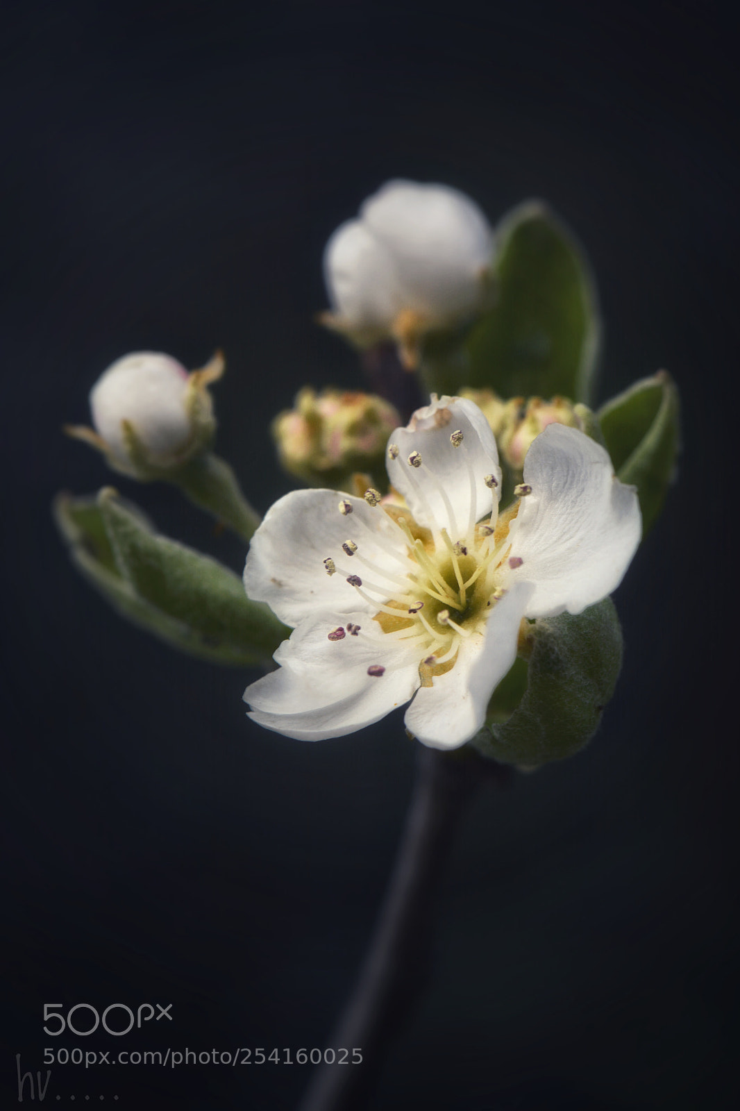 Nikon D7100 sample photo. Bright photography