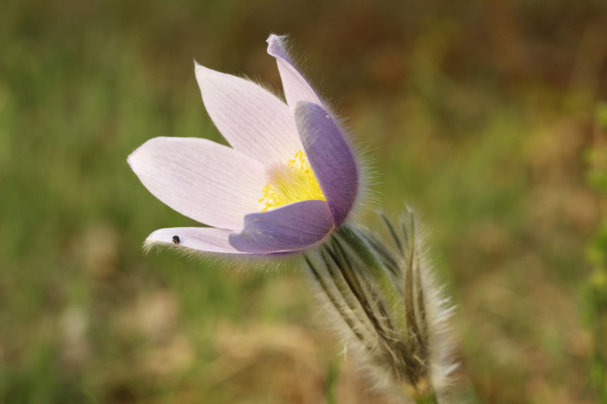 Canon EF-S 60mm F2.8 Macro USM sample photo. Pulsatilla grandis photography