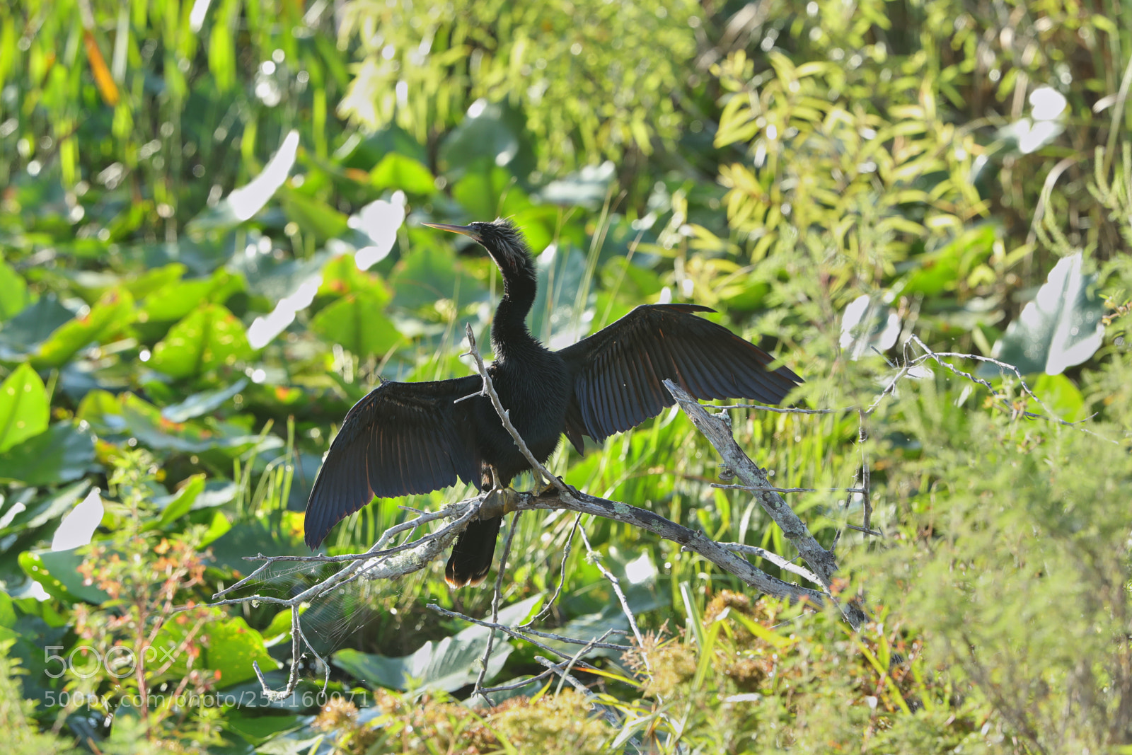 Canon EOS-1D X Mark II sample photo. 04-18-18-0013593.jpg photography