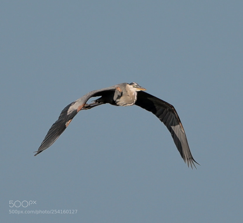 Canon EOS-1D X Mark II sample photo. 04-18-18-0013590.jpg photography