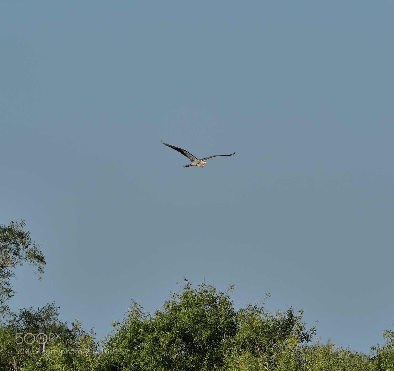 Canon EOS-1D X Mark II sample photo. 04-18-18-0013589.jpg photography