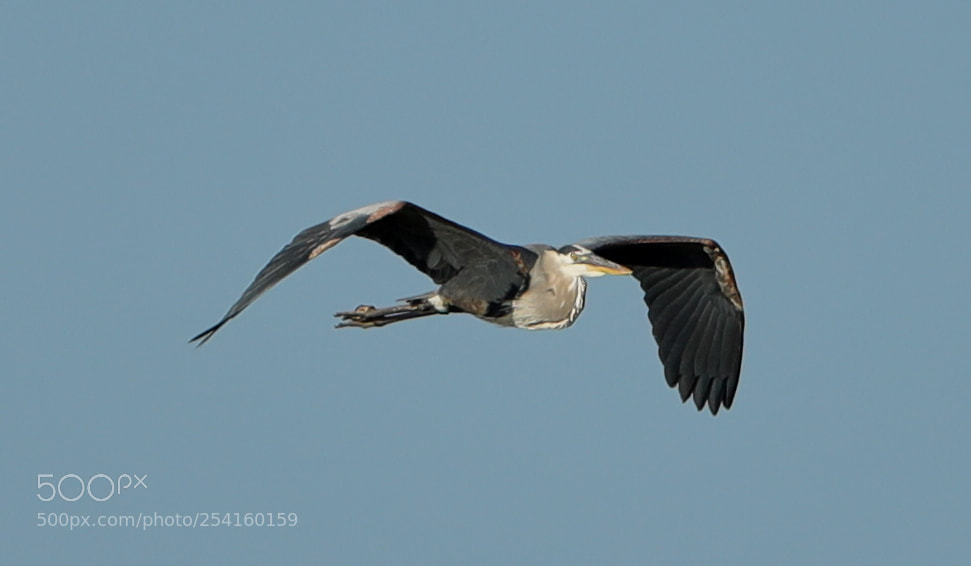 Canon EOS-1D X Mark II sample photo. 04-18-18-0013588.jpg photography