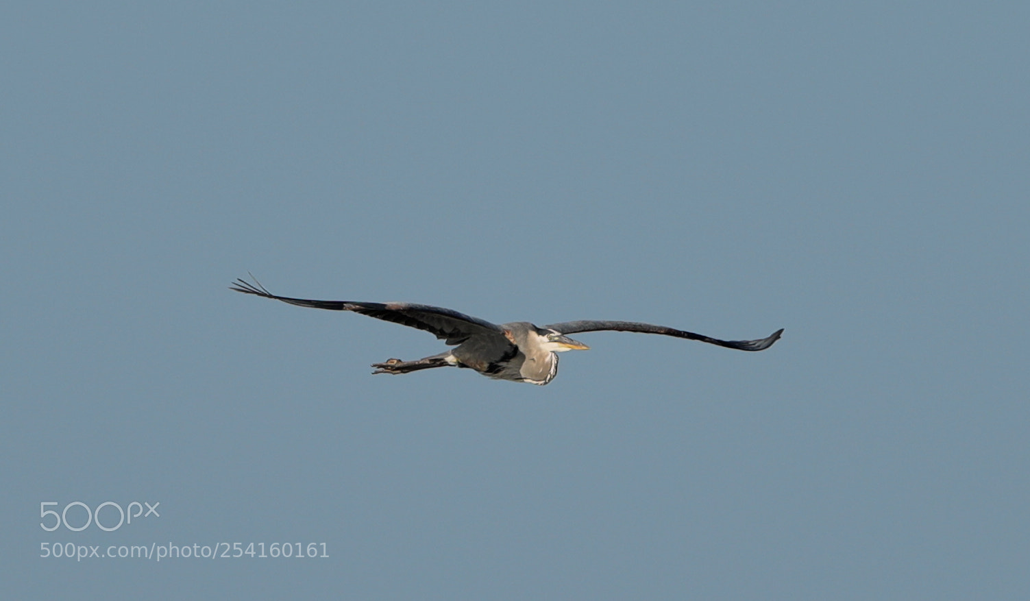 Canon EOS-1D X Mark II sample photo. 04-18-18-0013587.jpg photography
