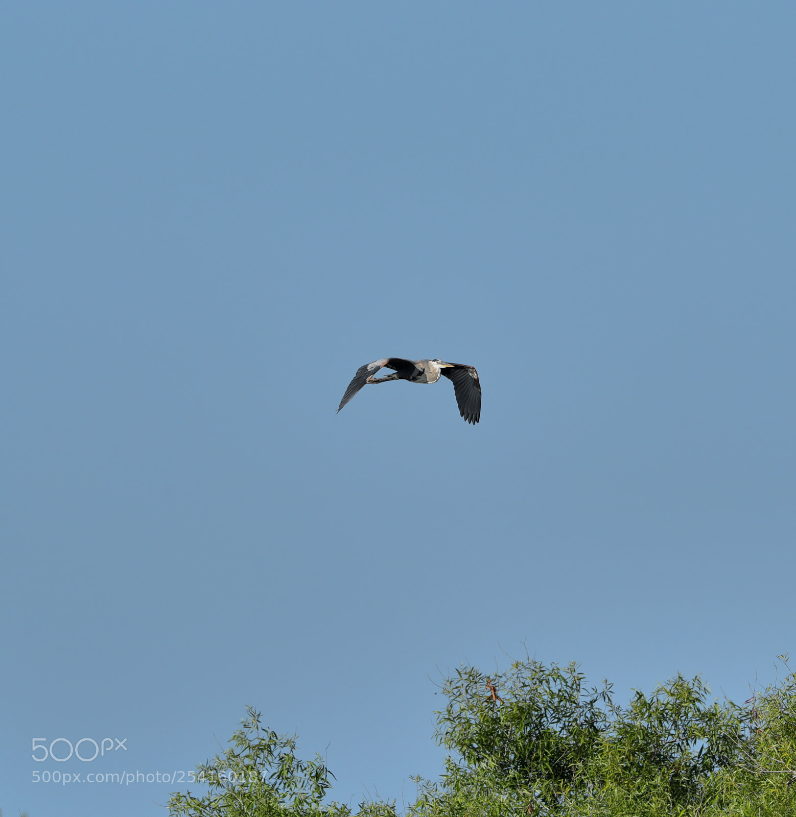Canon EOS-1D X Mark II sample photo. 04-18-18-0013586.jpg photography