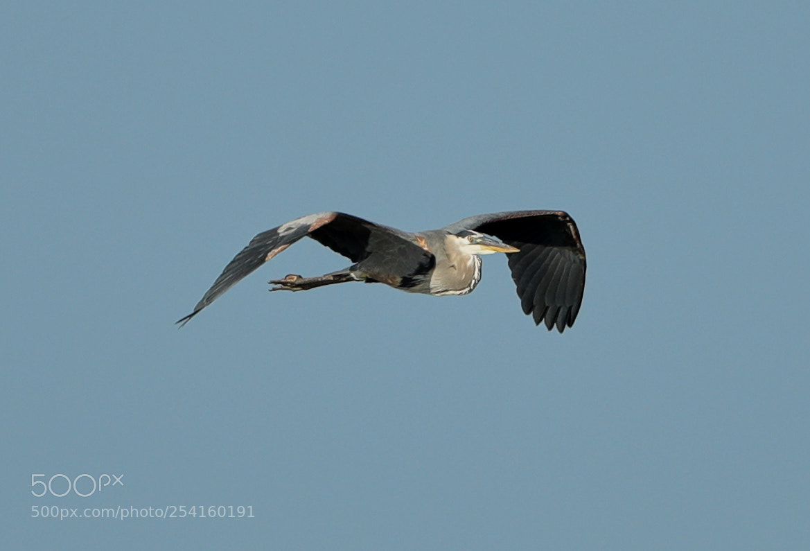 Canon EOS-1D X Mark II sample photo. 04-18-18-0013585.jpg photography