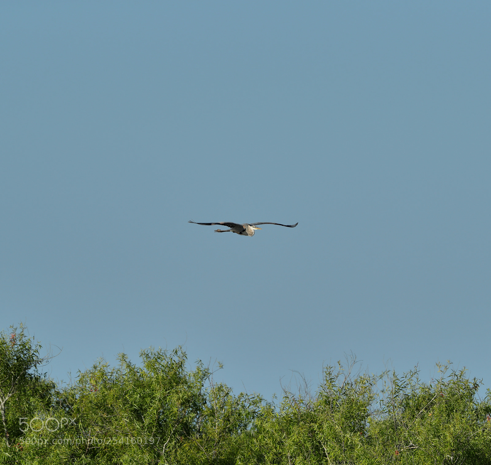 Canon EOS-1D X Mark II sample photo. 04-18-18-0013584.jpg photography