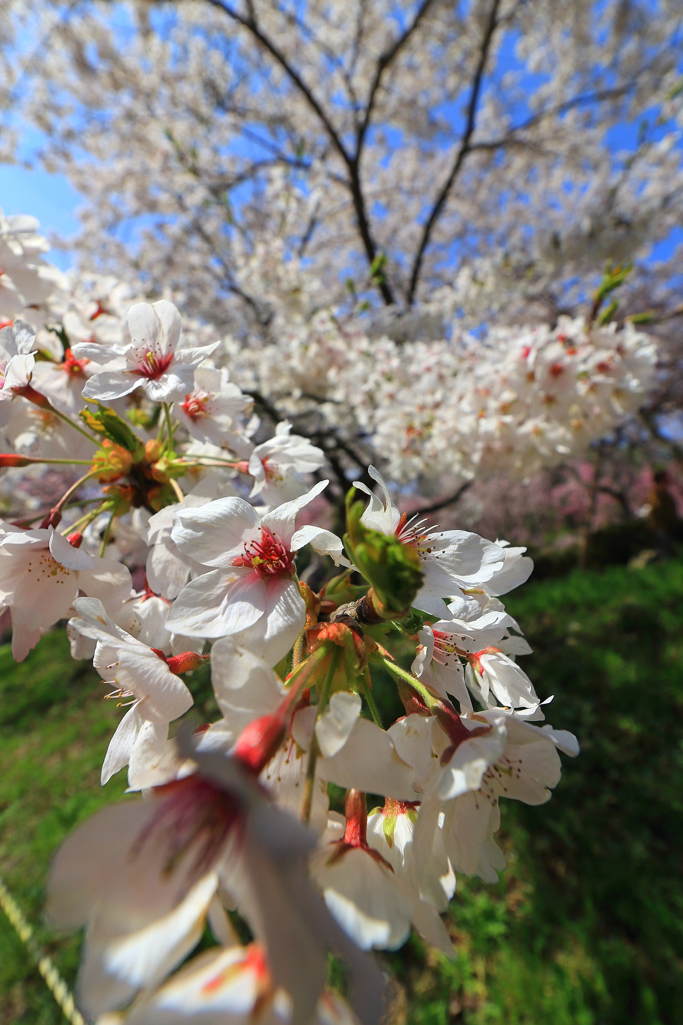 Canon EOS 60D sample photo. サクラlove🌸 photography
