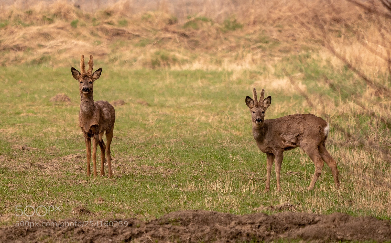 Panasonic Lumix DMC-GX85 (Lumix DMC-GX80 / Lumix DMC-GX7 Mark II) sample photo. Roebucks photography
