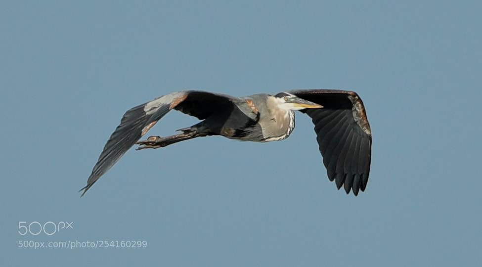 Canon EOS-1D X Mark II sample photo. 04-18-18-0013583.jpg photography