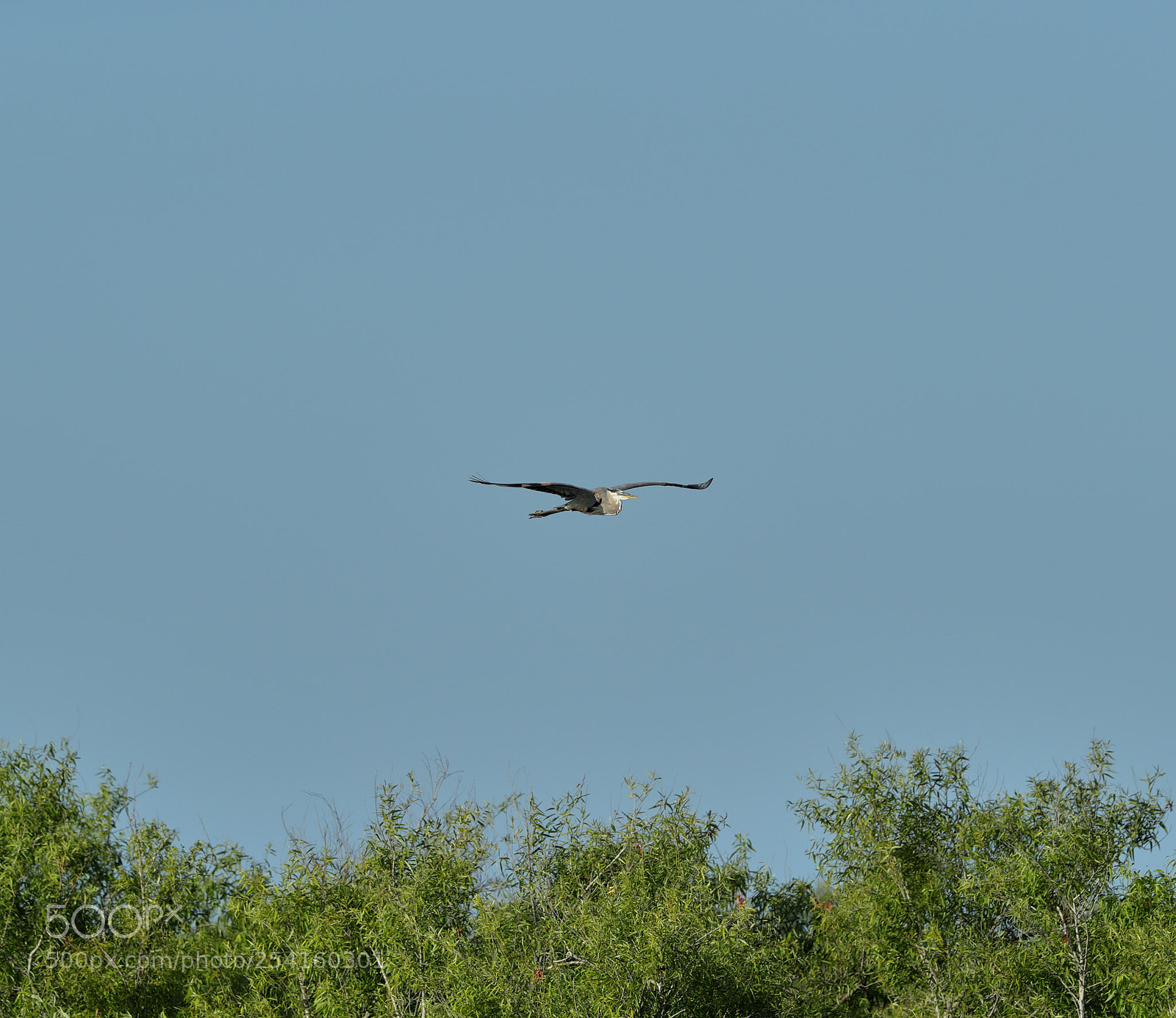 Canon EOS-1D X Mark II sample photo. 04-18-18-0013582.jpg photography
