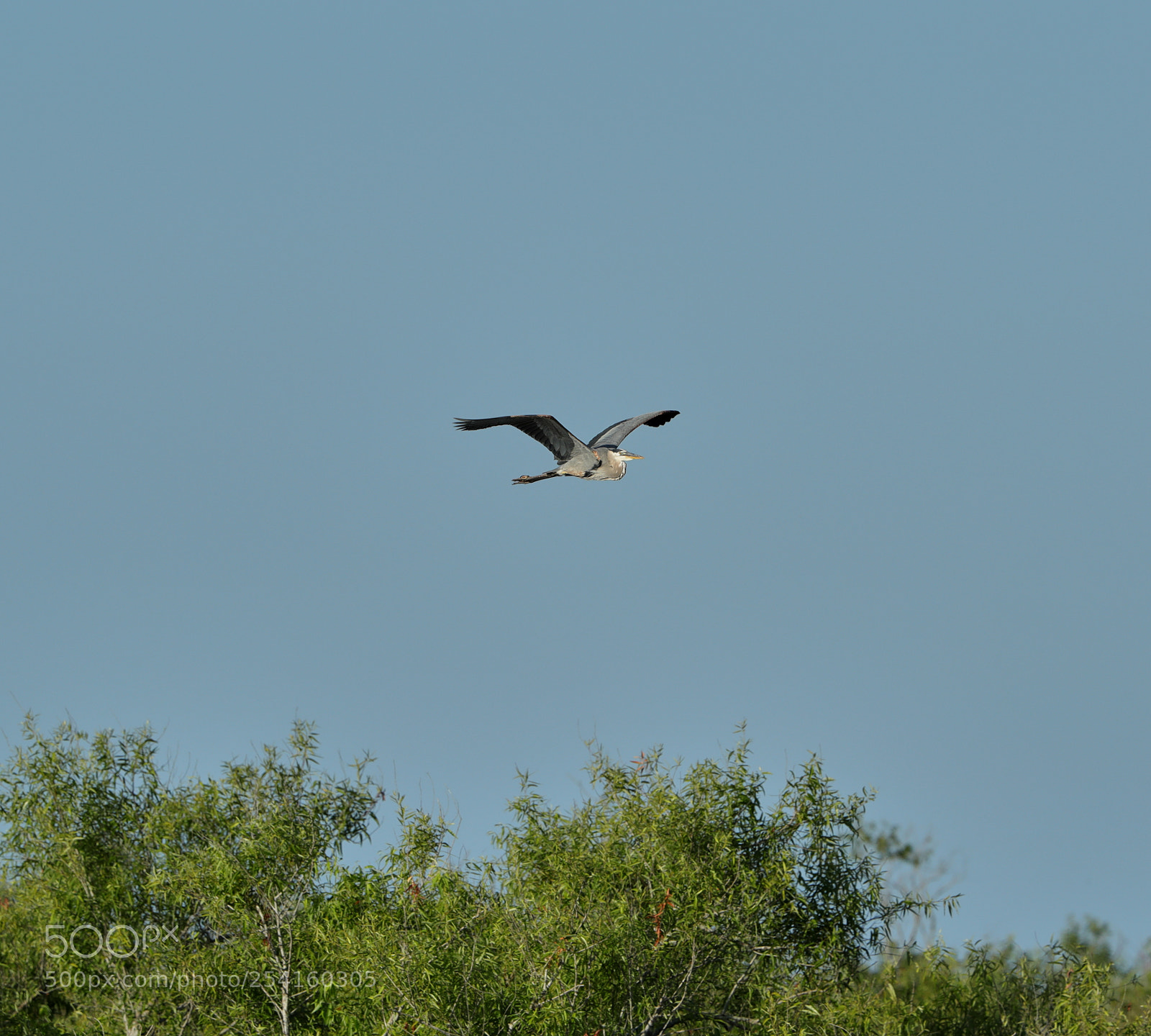Canon EOS-1D X Mark II sample photo. 04-18-18-0013581.jpg photography