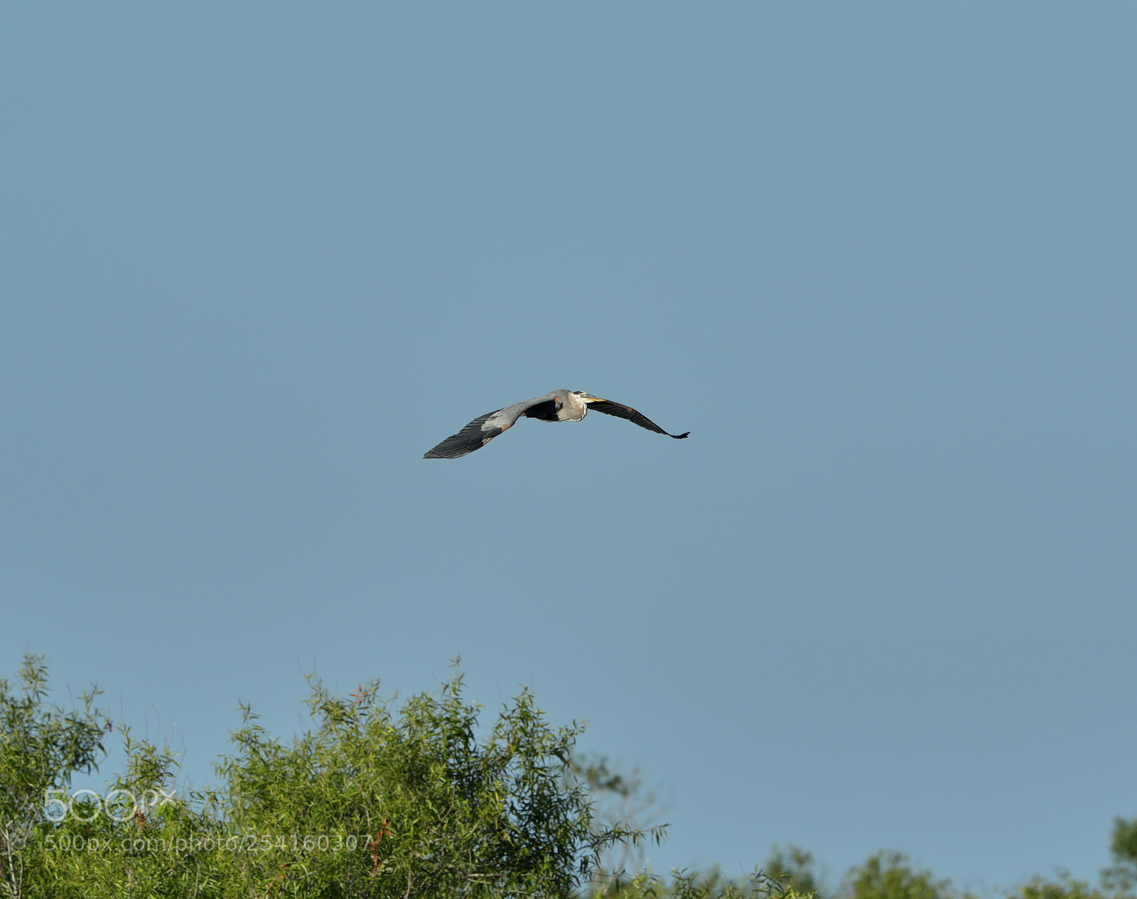 Canon EOS-1D X Mark II sample photo. 04-18-18-0013580.jpg photography