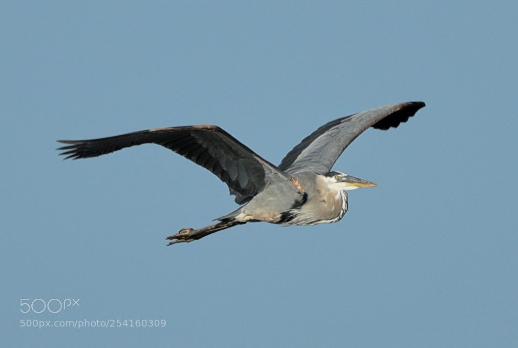 Canon EOS-1D X Mark II sample photo. 04-18-18-0013579.jpg photography