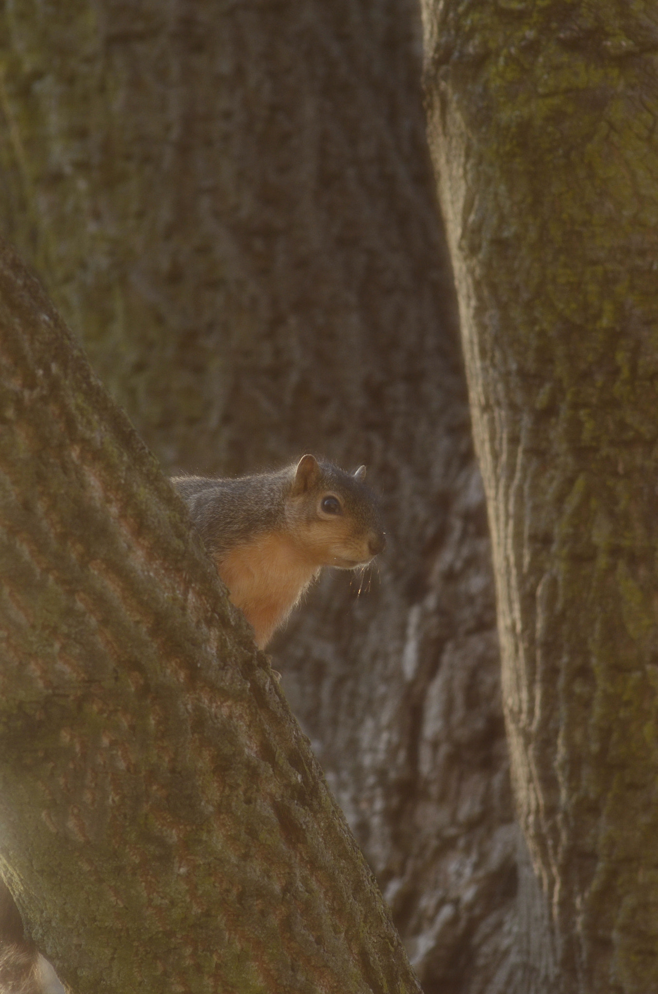 Nikon D7000 + Manual Lens No CPU sample photo. Tree squirel photography