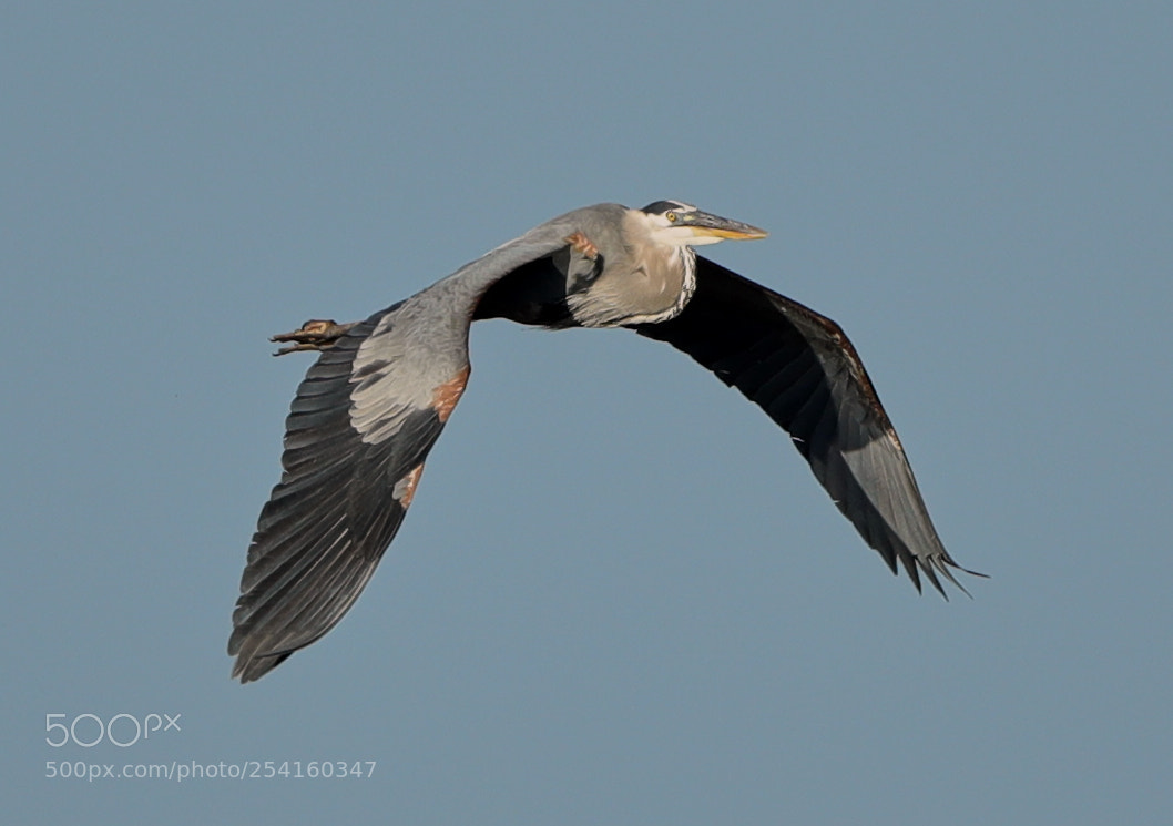 Canon EOS-1D X Mark II sample photo. 04-18-18-0013578.jpg photography