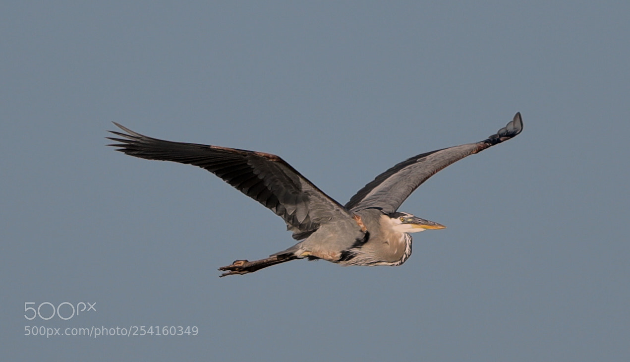 Canon EOS-1D X Mark II sample photo. 04-18-18-0013577.jpg photography