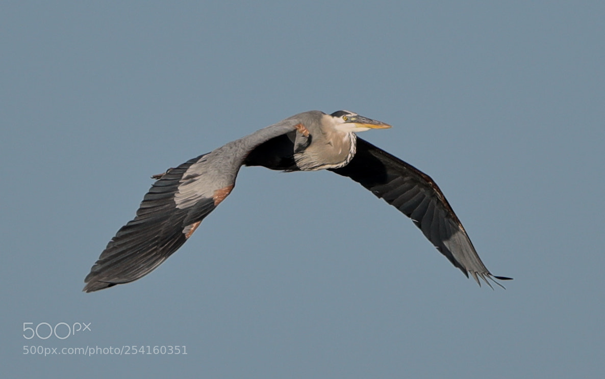Canon EOS-1D X Mark II sample photo. 04-18-18-0013576.jpg photography