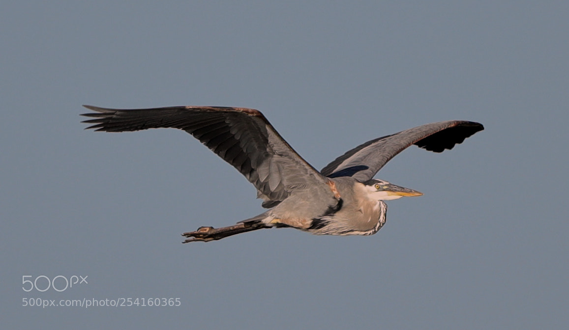 Canon EOS-1D X Mark II sample photo. 04-18-18-0013575.jpg photography