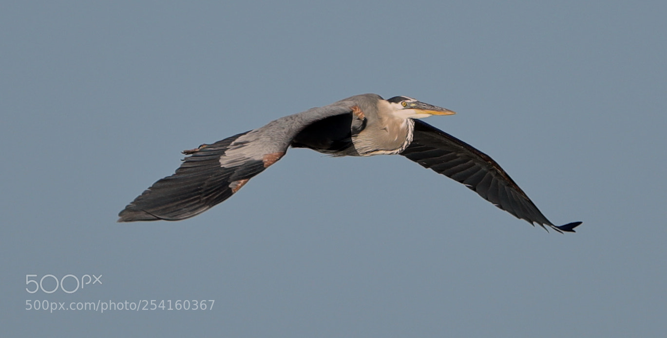 Canon EOS-1D X Mark II sample photo. 04-18-18-0013574.jpg photography