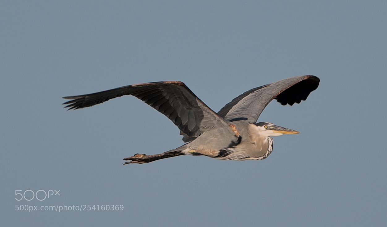 Canon EOS-1D X Mark II sample photo. 04-18-18-0013573.jpg photography