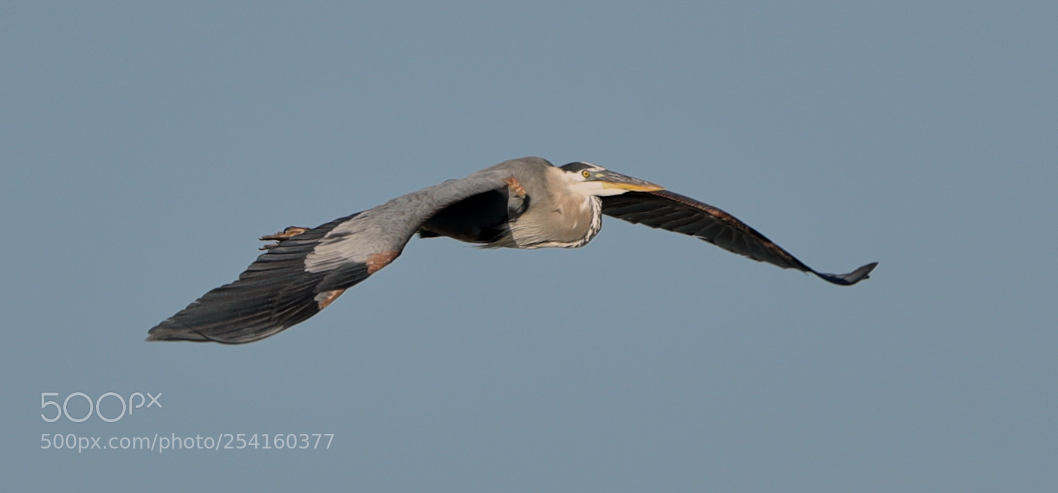 Canon EOS-1D X Mark II sample photo. 04-18-18-0013572.jpg photography