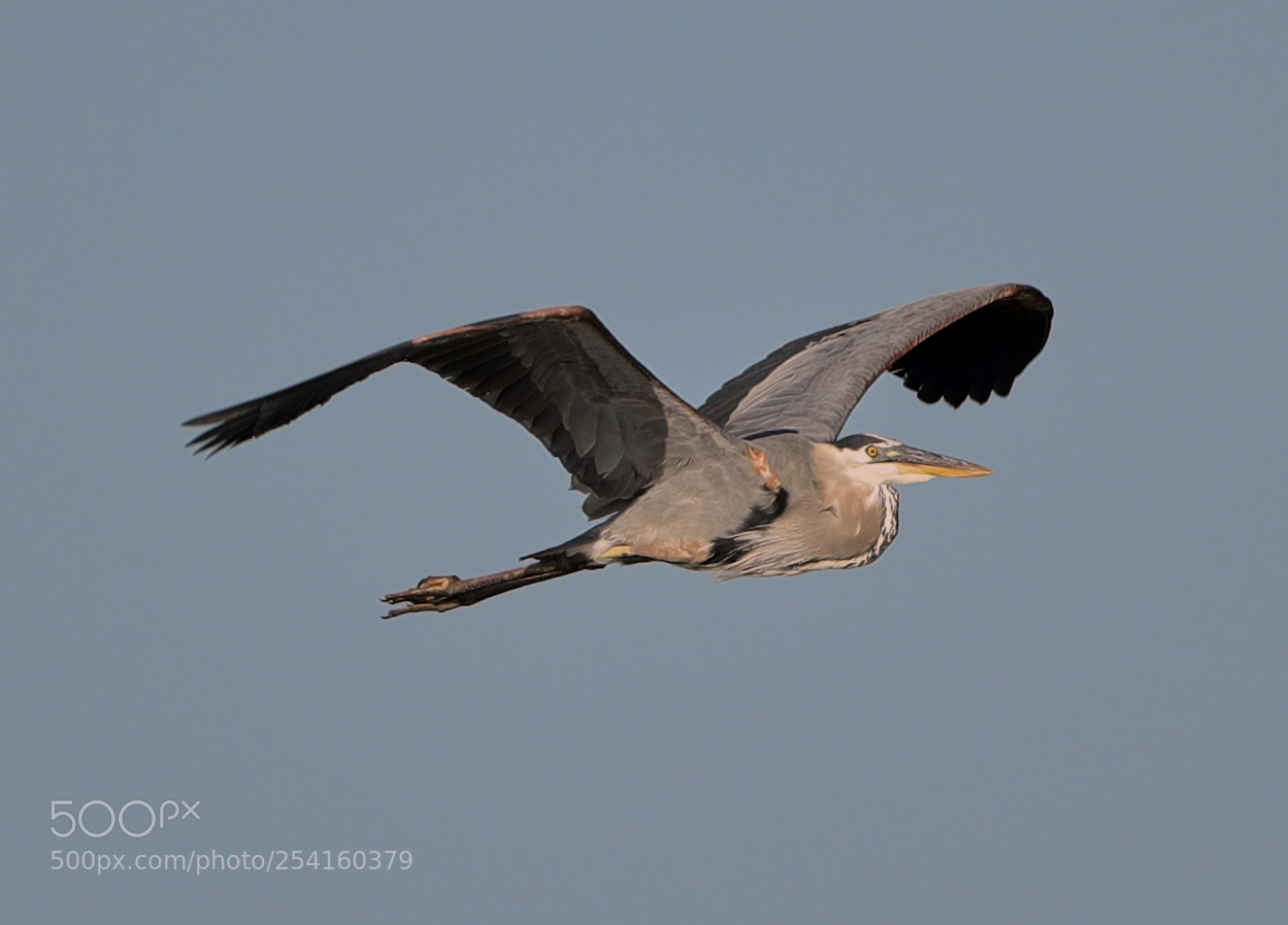 Canon EOS-1D X Mark II sample photo. 04-18-18-0013571.jpg photography