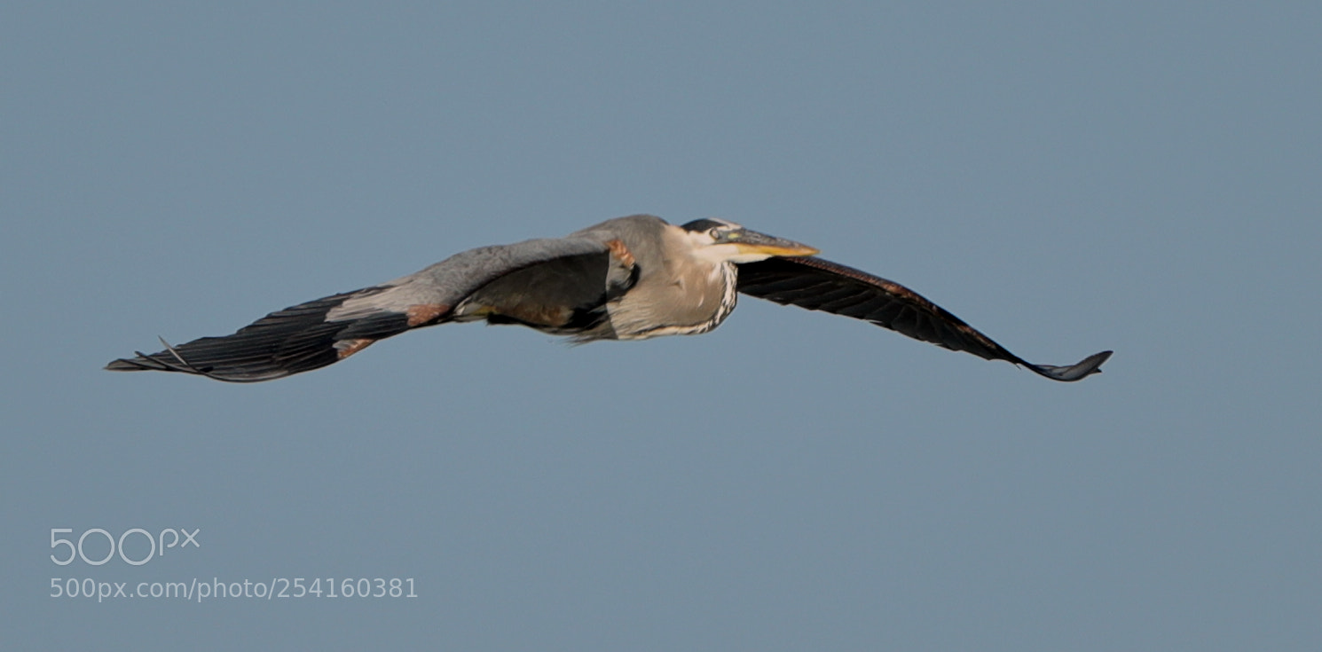 Canon EOS-1D X Mark II sample photo. 04-18-18-0013570.jpg photography