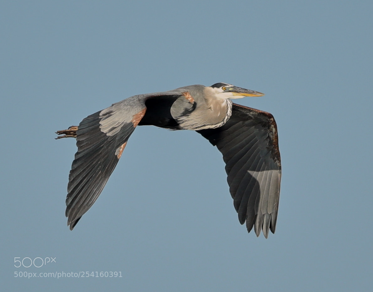 Canon EOS-1D X Mark II sample photo. 04-18-18-0013569.jpg photography