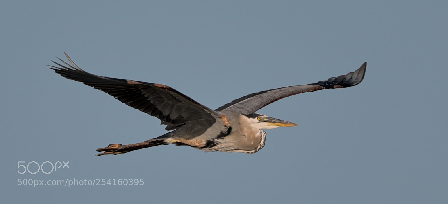 Canon EOS-1D X Mark II sample photo. 04-18-18-0013568.jpg photography