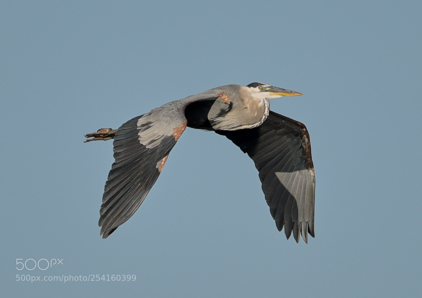 Canon EOS-1D X Mark II sample photo. 04-18-18-0013567.jpg photography