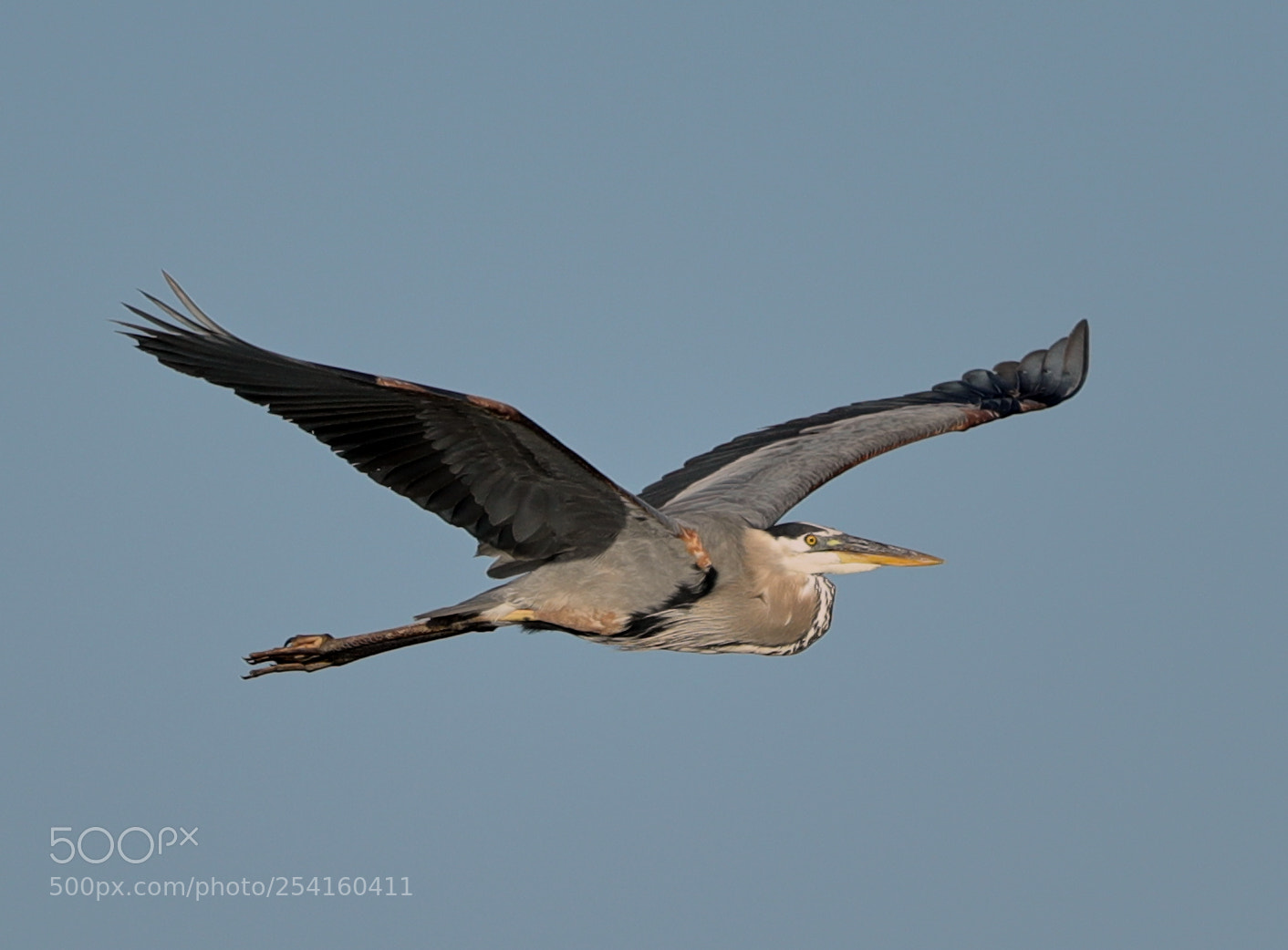 Canon EOS-1D X Mark II sample photo. 04-18-18-0013566.jpg photography