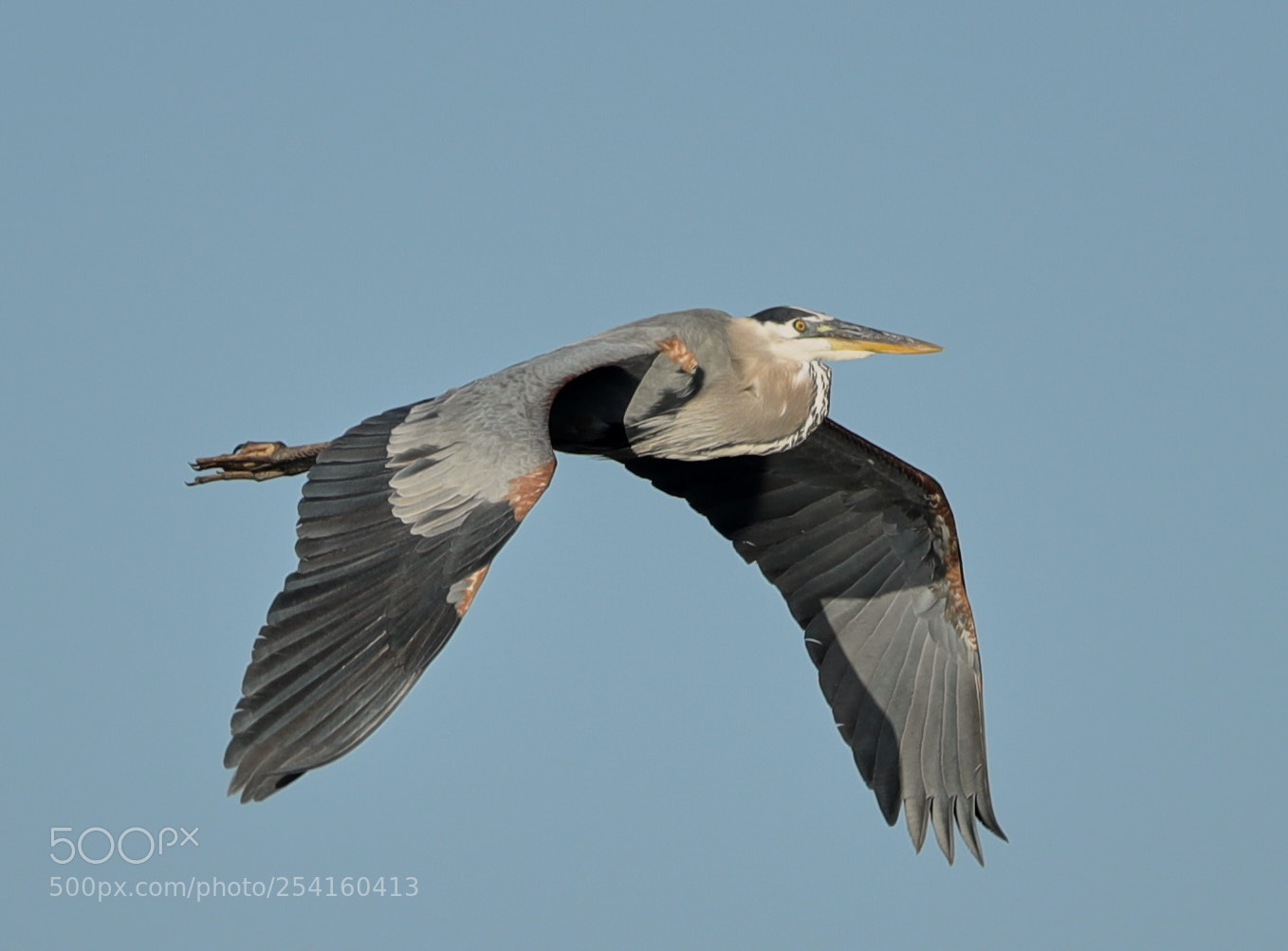 Canon EOS-1D X Mark II sample photo. 04-18-18-0013565.jpg photography