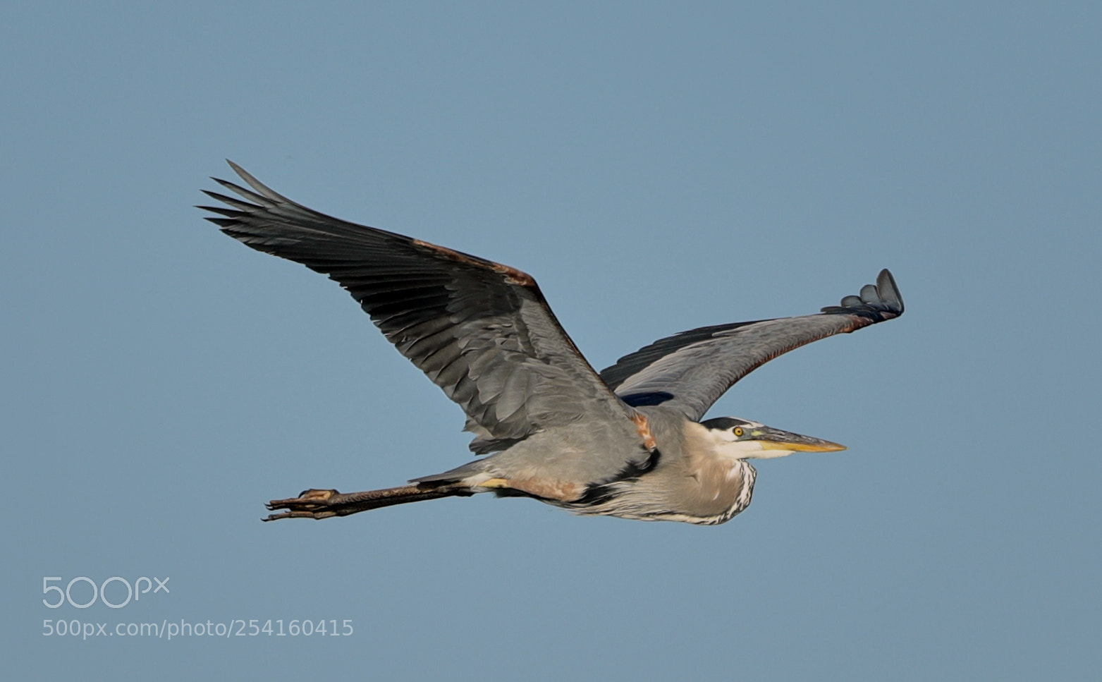 Canon EOS-1D X Mark II sample photo. 04-18-18-0013564.jpg photography