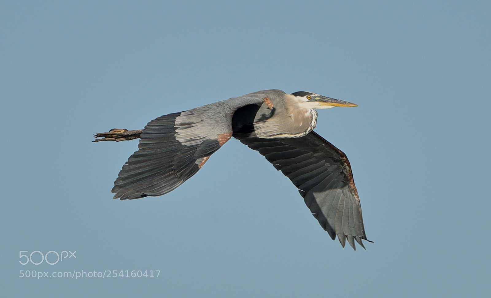 Canon EOS-1D X Mark II sample photo. 04-18-18-0013563.jpg photography
