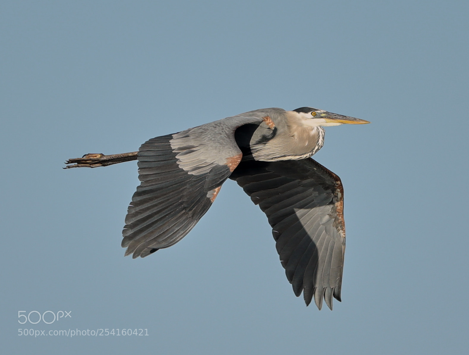 Canon EOS-1D X Mark II sample photo. 04-18-18-0013561.jpg photography