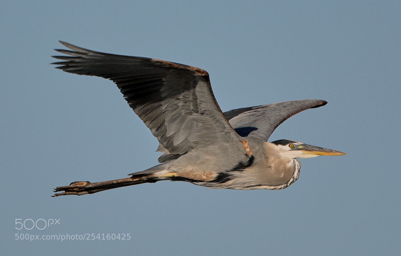 Canon EOS-1D X Mark II sample photo. 04-18-18-0013562.jpg photography