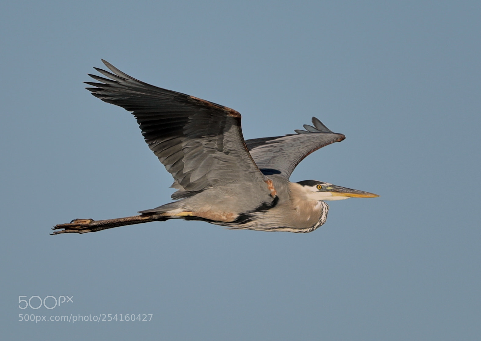 Canon EOS-1D X Mark II sample photo. 04-18-18-0013560.jpg photography