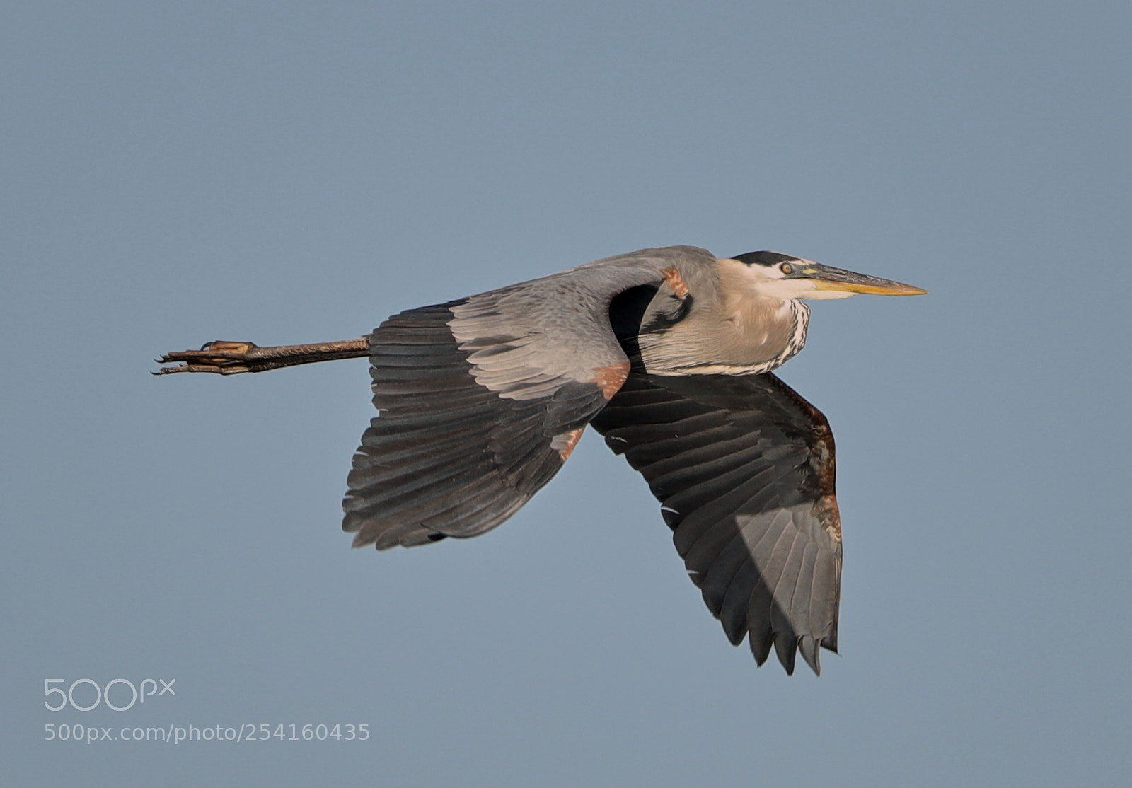 Canon EOS-1D X Mark II sample photo. 04-18-18-0013559.jpg photography