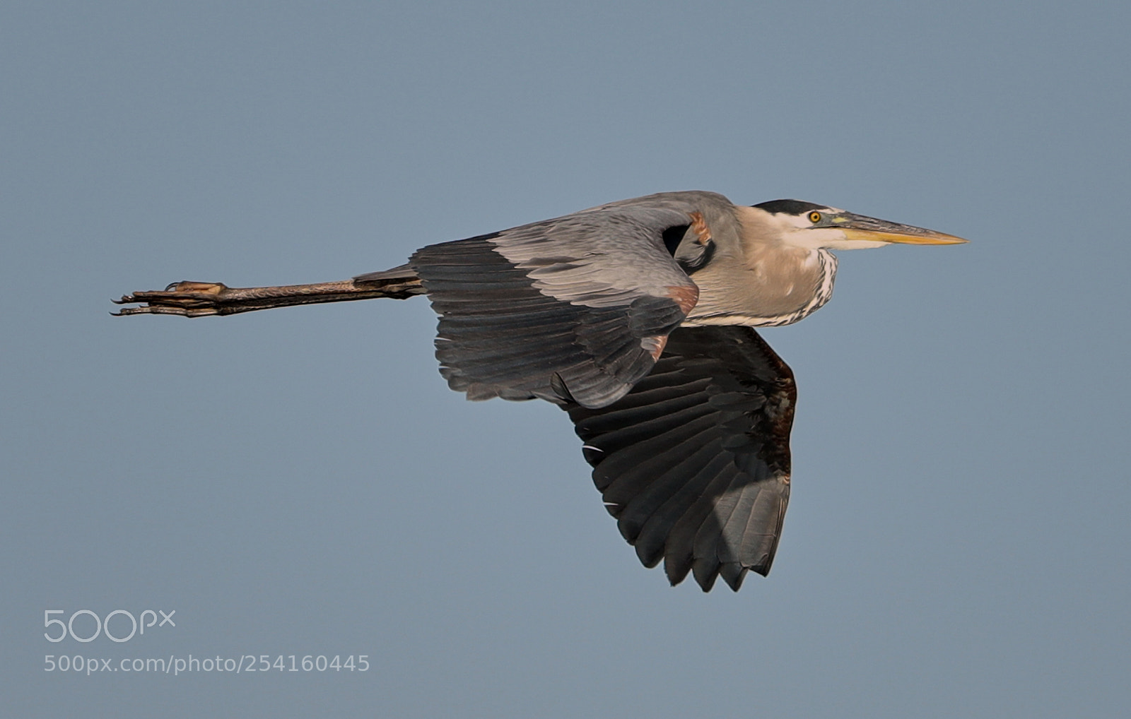 Canon EOS-1D X Mark II sample photo. 04-18-18-0013558.jpg photography