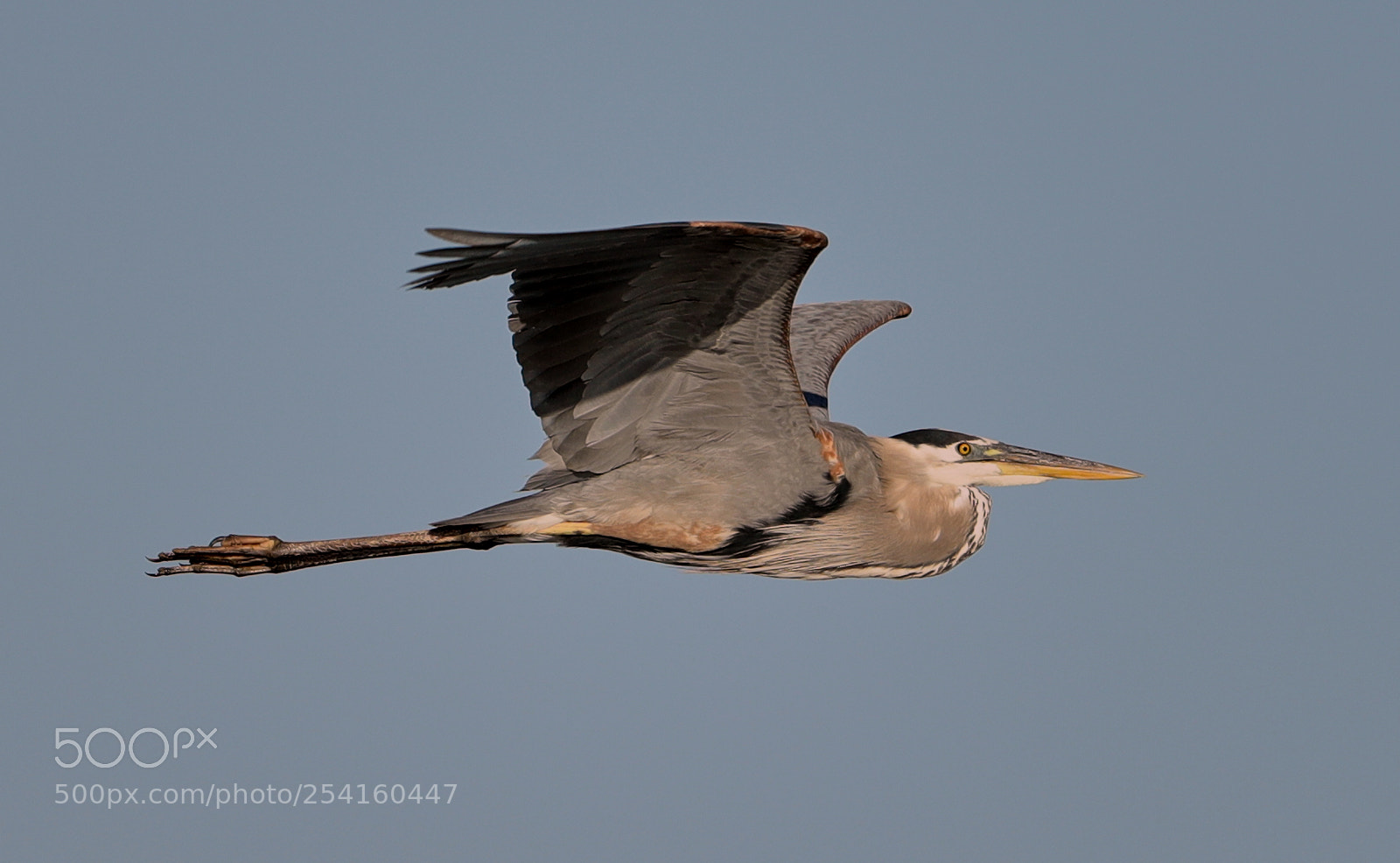 Canon EOS-1D X Mark II sample photo. 04-18-18-0013557.jpg photography