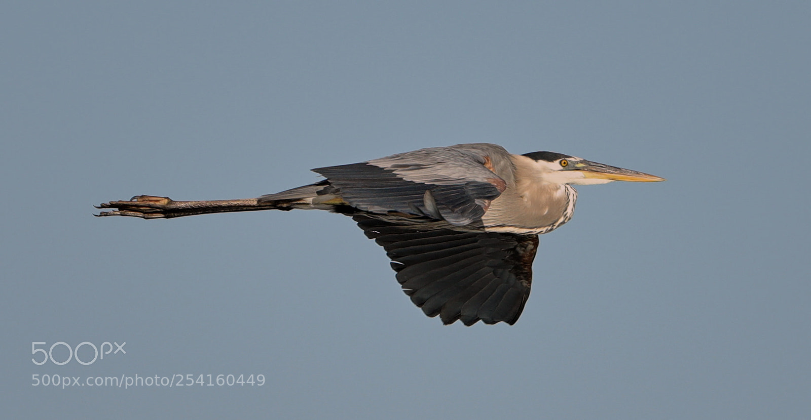 Canon EOS-1D X Mark II sample photo. 04-18-18-0013556.jpg photography
