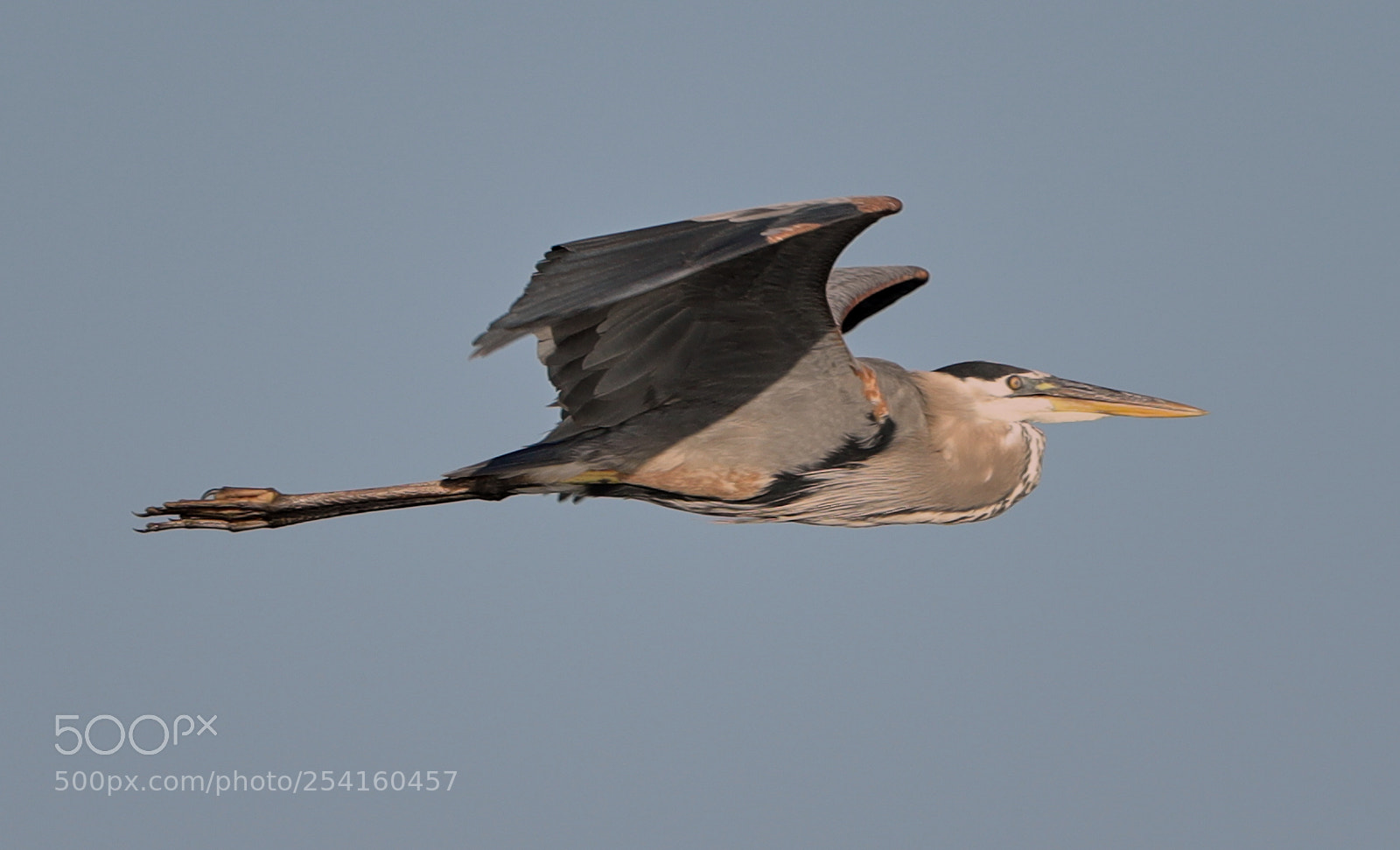 Canon EOS-1D X Mark II sample photo. 04-18-18-0013555.jpg photography