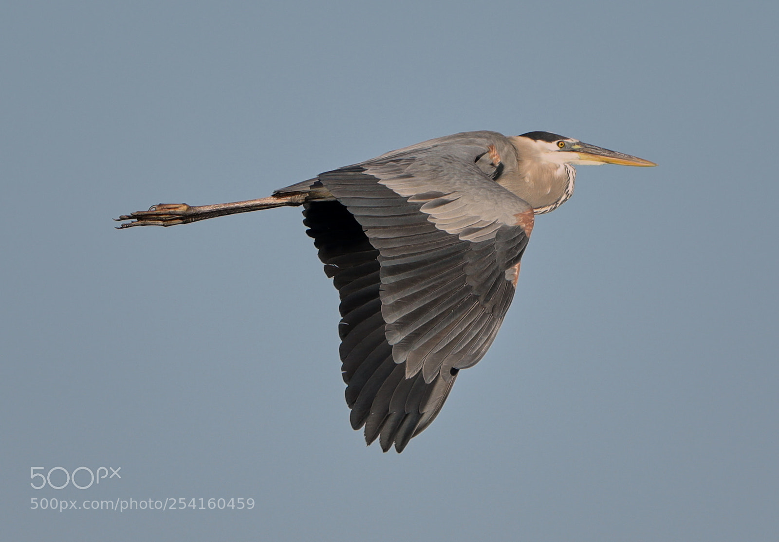 Canon EOS-1D X Mark II sample photo. 04-18-18-0013554.jpg photography