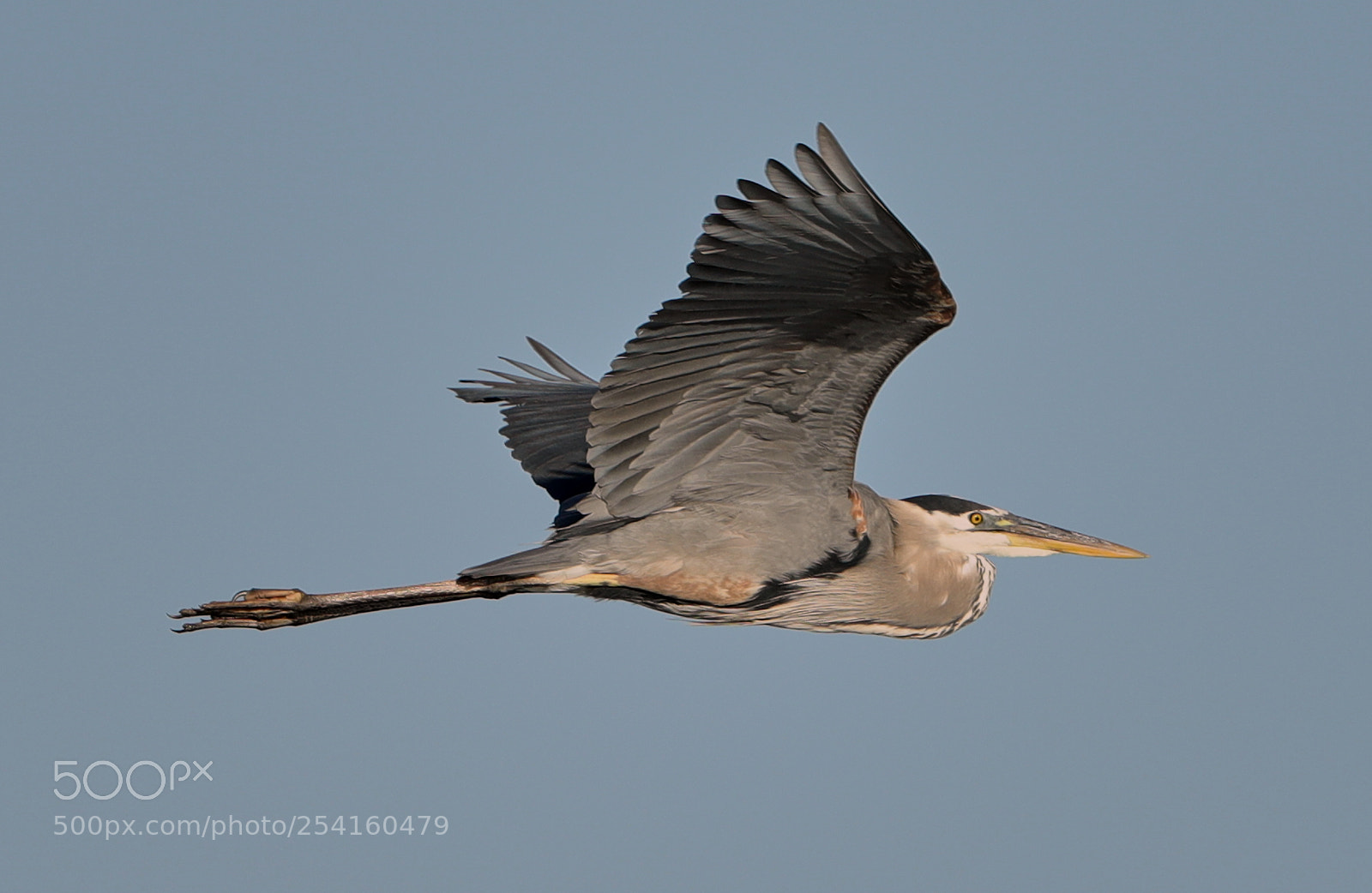 Canon EOS-1D X Mark II sample photo. 04-18-18-0013553.jpg photography
