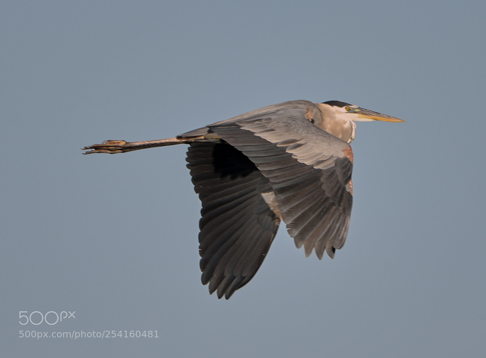 Canon EOS-1D X Mark II sample photo. 04-18-18-0013552.jpg photography