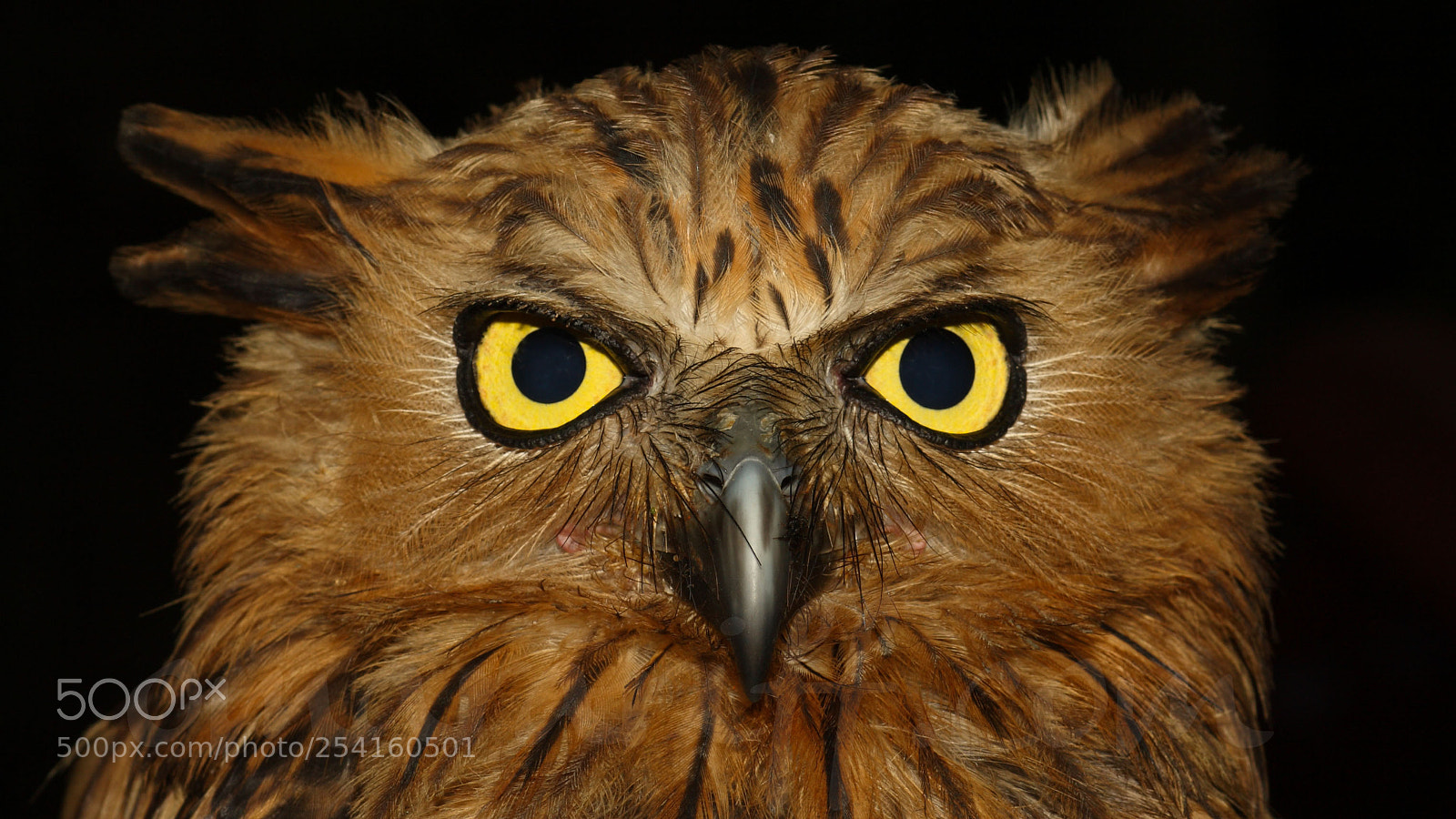 Canon EOS 30D sample photo. Buffy fish owl photography
