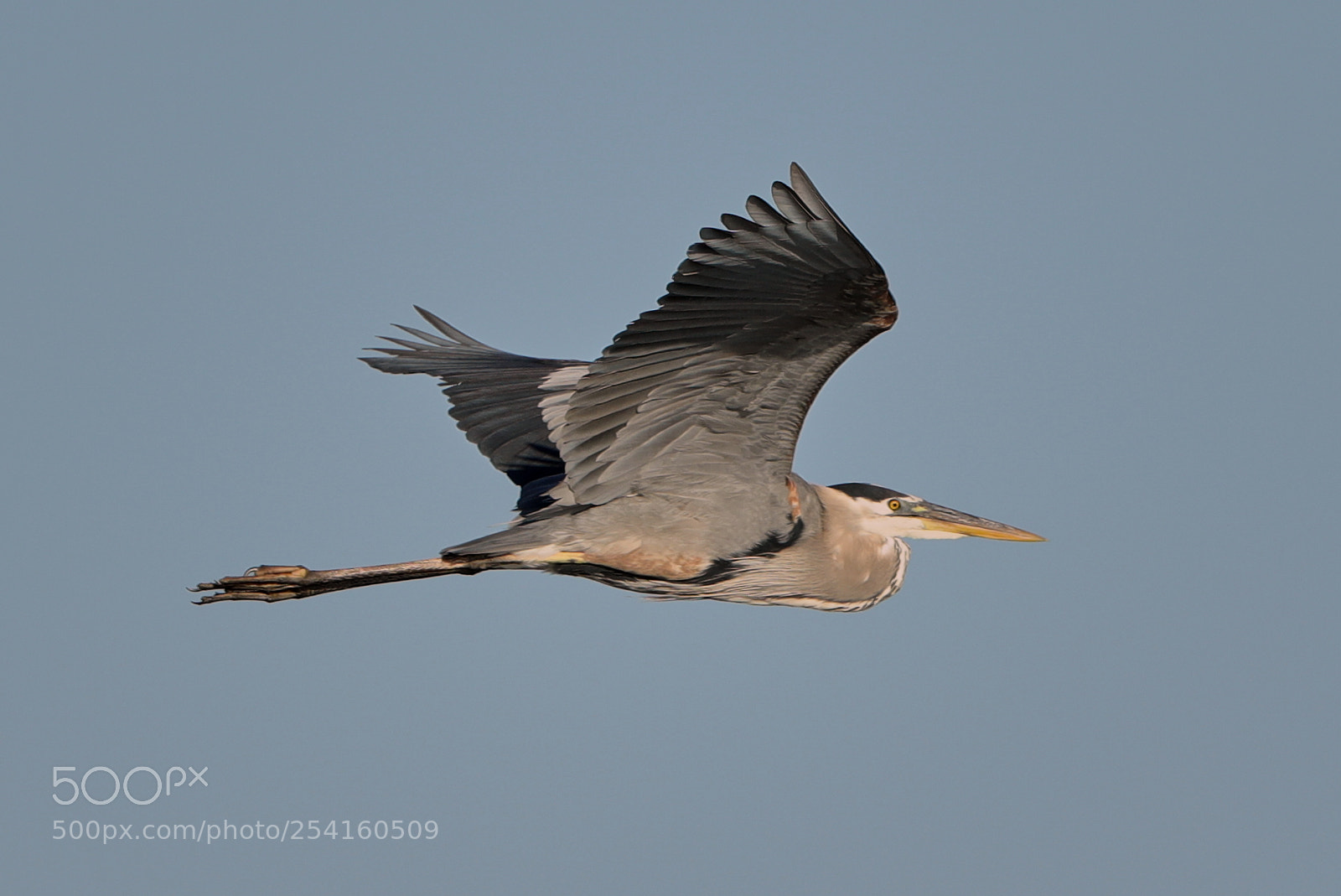 Canon EOS-1D X Mark II sample photo. 04-18-18-0013551.jpg photography