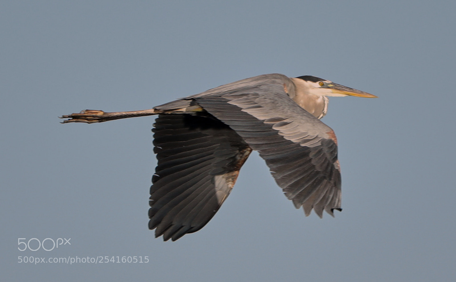 Canon EOS-1D X Mark II sample photo. 04-18-18-0013550.jpg photography
