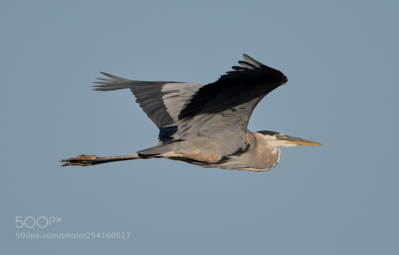 Canon EOS-1D X Mark II sample photo. 04-18-18-0013549.jpg photography